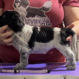Sprout - Schapendoes puppy in North Carolina from Wild Clover Schapendoes