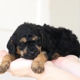 Phantom Boy 2 - Phantom male Poodle puppy in Jacksonville, Florida from Lolo’s Aussiedoodle