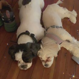 Shih Tzu All Grown Up from Booshie the Breeder