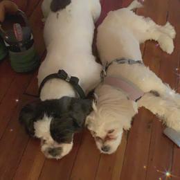 Shih Tzu All Grown Up from Booshie the Breeder