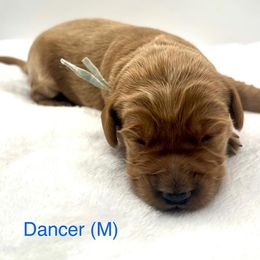 Dancer-Blue Boy - Red  male Goldendoodle puppy in Lewisville, Texas from Zink Doodles