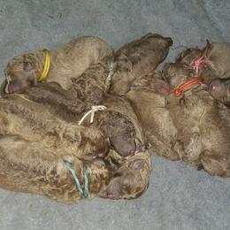 Chesapeake Bay Retriever and Great Dane Puppies from Desert Oasis Kennels