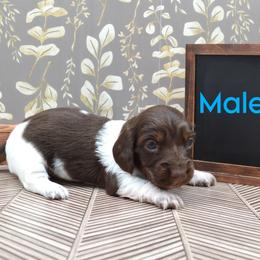 Dachshund Puppies from Geta Long Little Doggie