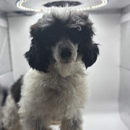 Poodle puppies from Lixira Poodles