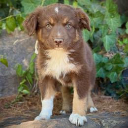 Rocky - Red tri male Miniature Australian Shepherd puppy in Lakeport, California from Akins Aussies/Wild Rose Ranch