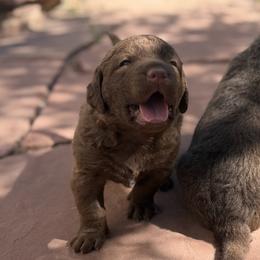 Otter - Brown female Chesapeake Bay Retriever puppy in Castle Rock, Colorado from Blue Skye Chesapeakes