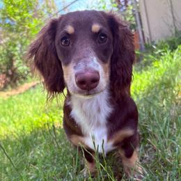 Franc - Chocolate and cream male Dachshund puppy in Spokane, Washington from Beautiful Beans