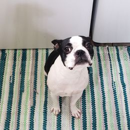 Boston Terriers from Ashley Miller Bostons
