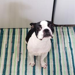 Boston Terriers from Ashley Miller Bostons