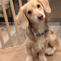 Dachshund puppies from Bumpkins Dachshunds