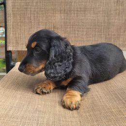 Red collar - Black and tan Dachshund puppy in Salinas, California from Maverick Kennels