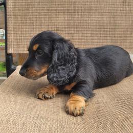 Red collar - Black and tan Dachshund puppy in Salinas, California from Maverick Kennels