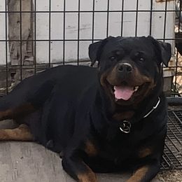 Mila - Rottweiler