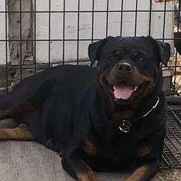 Mila - Rottweiler
