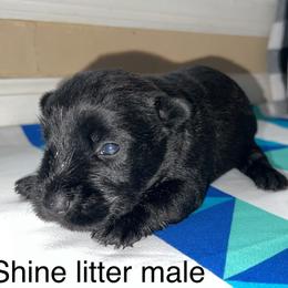 Scottish Terrier Puppies from Oodles of Cuties!