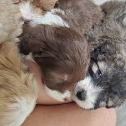 Aussiedoodle, Bernedoodle, and Miniature American Shepherd Puppies from Silverton Doodles