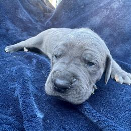 Cobalt - Blue male Great Dane puppy in Rosharon, Texas from Parker's Great Danes