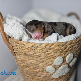 Chum - Blue merle male Aussiedoodle puppy in Saint Cloud, Florida from Jagged Oaks Farm