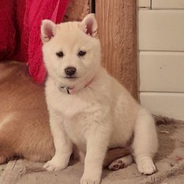Pug and Shiba Inu Puppies from khshibas-khpugs