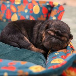Clove - Black sable female Chinese Shar-Pei puppy in Lenoir, North Carolina from Peitato Chips
