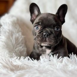 Apollo - Blue male French Bulldog puppy in Clever, Missouri from Crystals Bulldog Bungalow