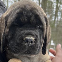 Girl 6 - Mastiff puppy in Frederic, Michigan from ACM Mastiffs