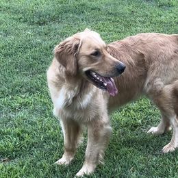 Golden Retriever Puppies from Crowders Creek Goldens