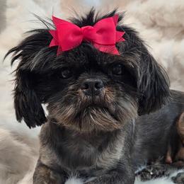 Maggie - Black white and silver female Shih Tzu puppy in Molino, Florida from First Passion Shih Tzus