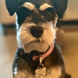 Snickers - Miniature Schnauzer