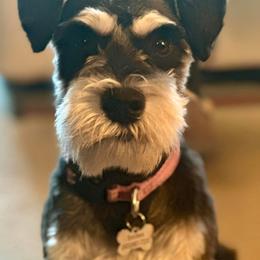 Snickers - Miniature Schnauzer