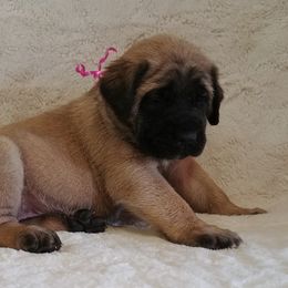 Mastiff and Neapolitan Mastiff Puppies from Sims English Mastiffs