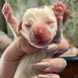 Purple - White female Coton de Tulear puppy in Sun Prairie, Wisconsin from Firebird Show Dogs