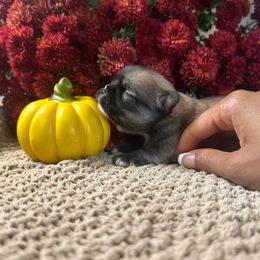 Oakley - Fawn brindled black male Chihuahua puppy in Millville, New Jersey from M’s Chihuahuas