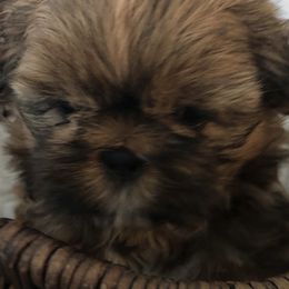 Miniature Schnauzers and Shih Tzus from Farmview Puppies