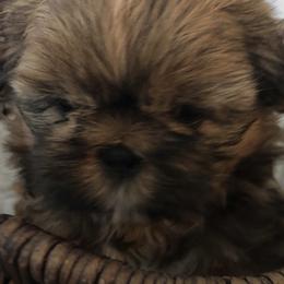 Miniature Schnauzers and Shih Tzus from Farmview Puppies