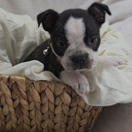 Barry Sanders - Black and white male Boston Terrier puppy in Clinton Township, Michigan from Greenberg's Boston Terriers & Bullies of Metro Detroit