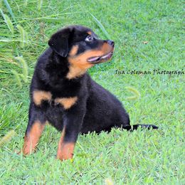 Black and Tan Coonhound and Rottweiler Puppies from Vom Heldenhaft Rottweilers