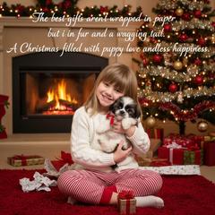 Jazzy - Brown and white female Shichon puppy in Brainerd, Minnesota from Angie’s Teddy Bear Puppies Minnesota