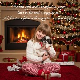 Jazzy - Brown and white female Shichon puppy in Brainerd, Minnesota from Angie’s Teddy Bear Puppies Minnesota