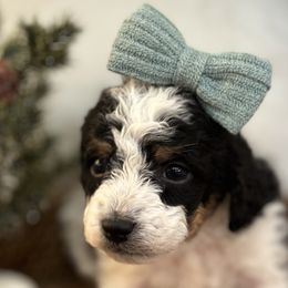 Girl 2 - Bernedoodle puppy from Little Diamond Doodles