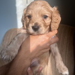 Cockapoo Puppies from Daysi's Puppies