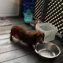 Willow - Dachshund