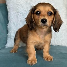 Skye AKC 3000 - Cream female Dachshund puppy in Krum, Texas from Tired Chef Dachshunds