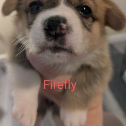 Firefly - Red female Pembroke Welsh Corgi puppy in Berkeley Springs, West Virginia from Hummingbird Farm