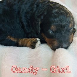 Candy - Tri-color female Bernedoodle puppy in Sherman, Illinois from Shirl Doodle Life