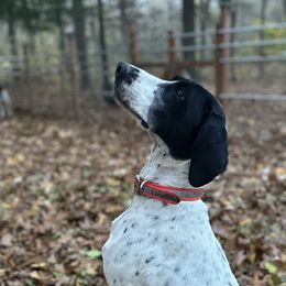 German Shorthaired Pointers from Spotted Lane Farm