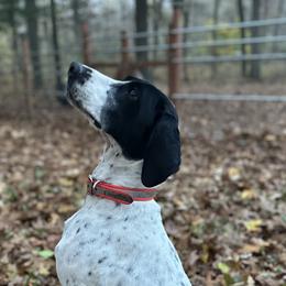 German Shorthaired Pointers from Spotted Lane Farm