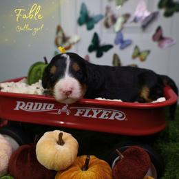 Fable 10th pick - Tri-color female Bernedoodle puppy in Fort Myers, Florida from Little Golden Farm