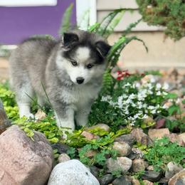 Liberty - Black and white female Pomsky puppy in Doon, Iowa from Luxury Pomsky