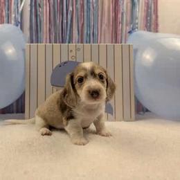 Dachshund Puppies from Hot Diggity Doxies of Dothan